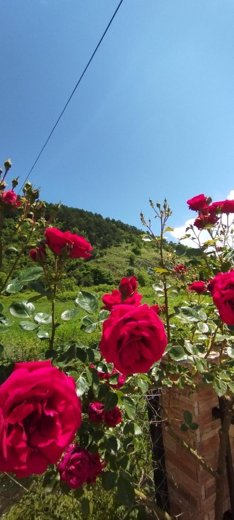 Vila Sara Ohri Dış mekan fotoğraf